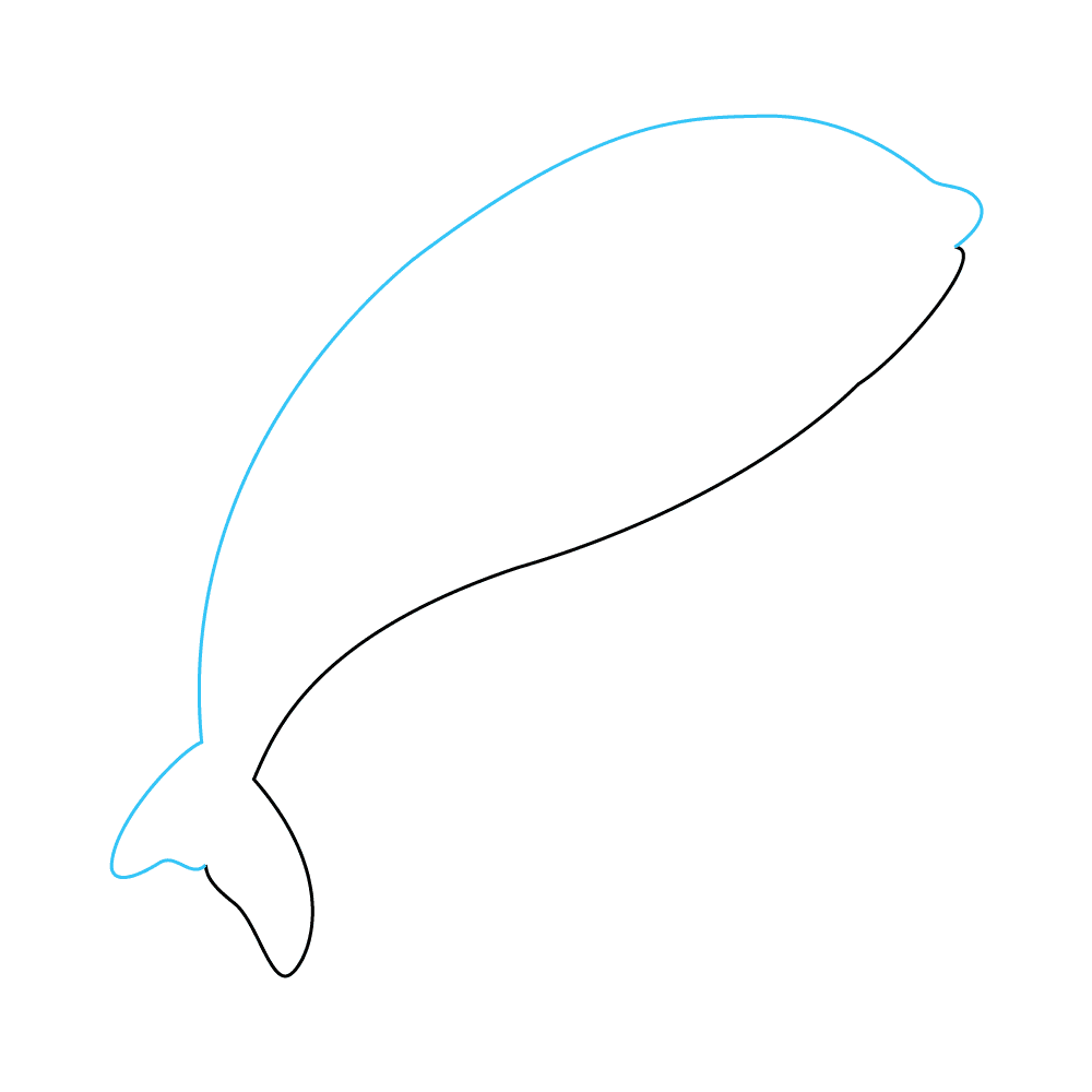 How to Draw An Orca Step by Step Step  2