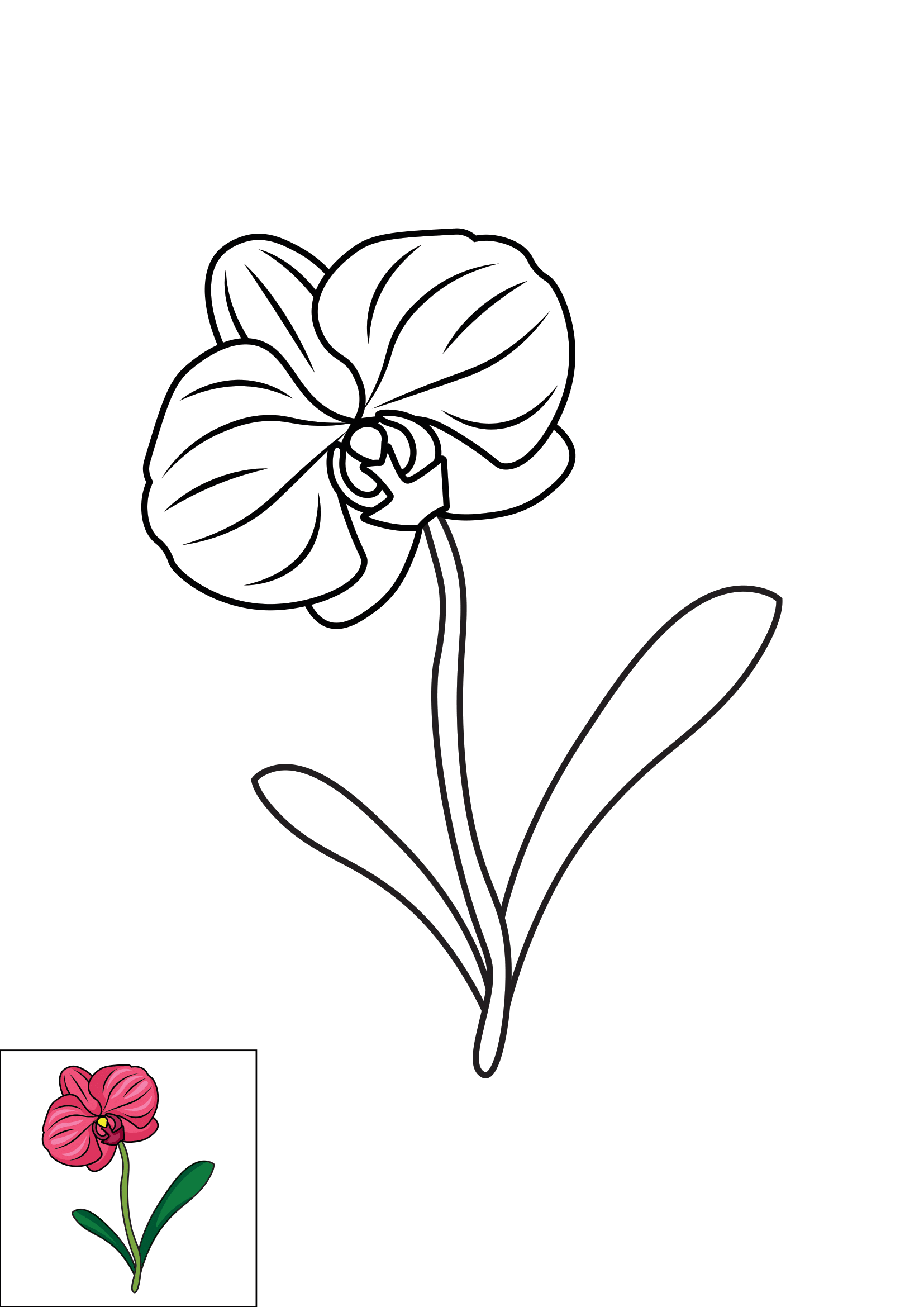 How to Draw An Orchid Step by Step Printable Color