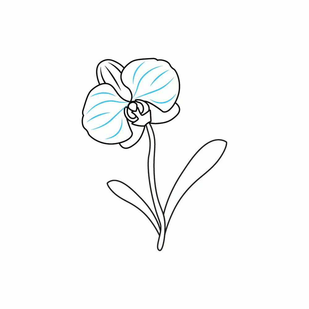 How to Draw An Orchid Step by Step Step  8