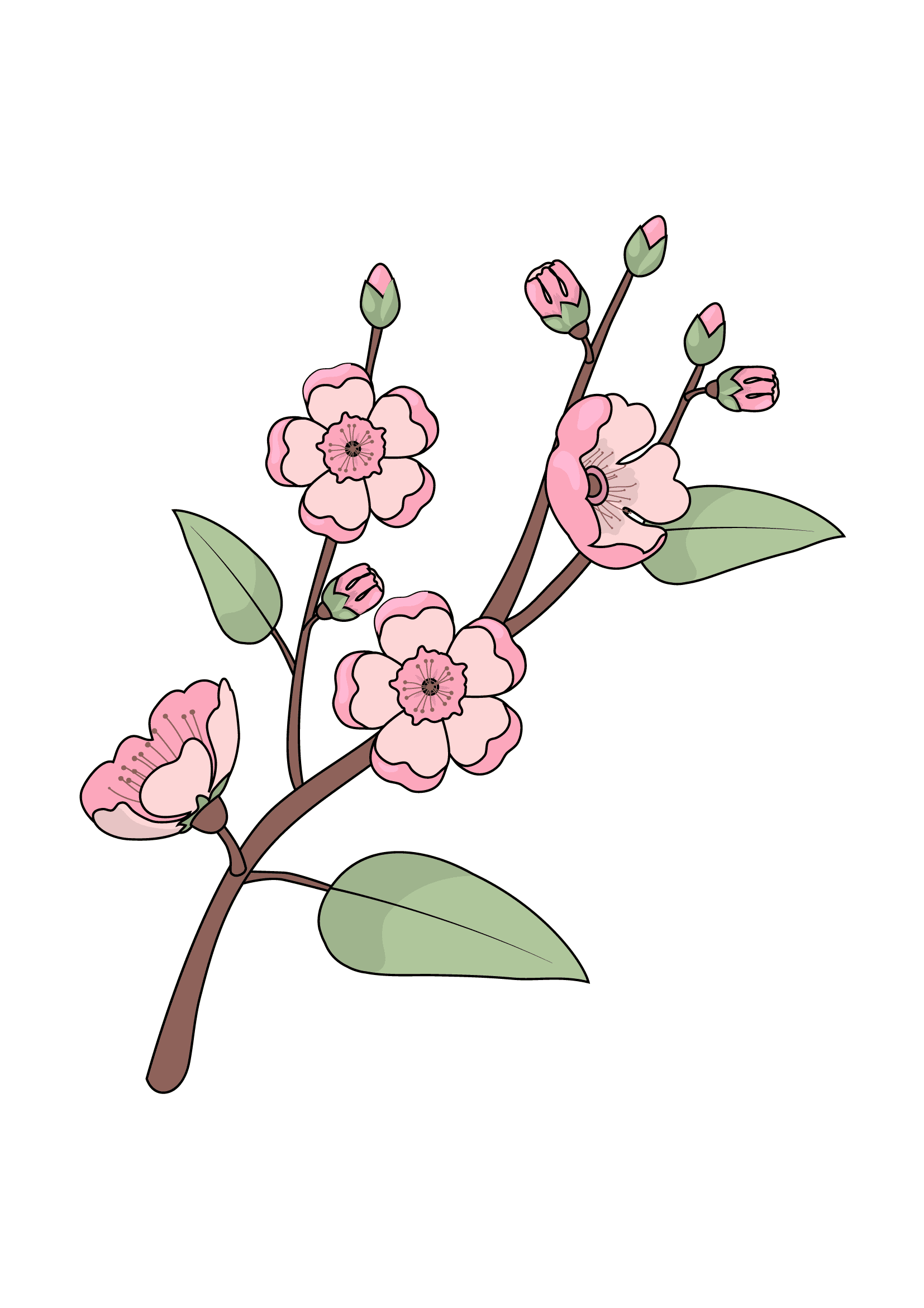 How to Draw Cherry Blossoms Step by Step Printable