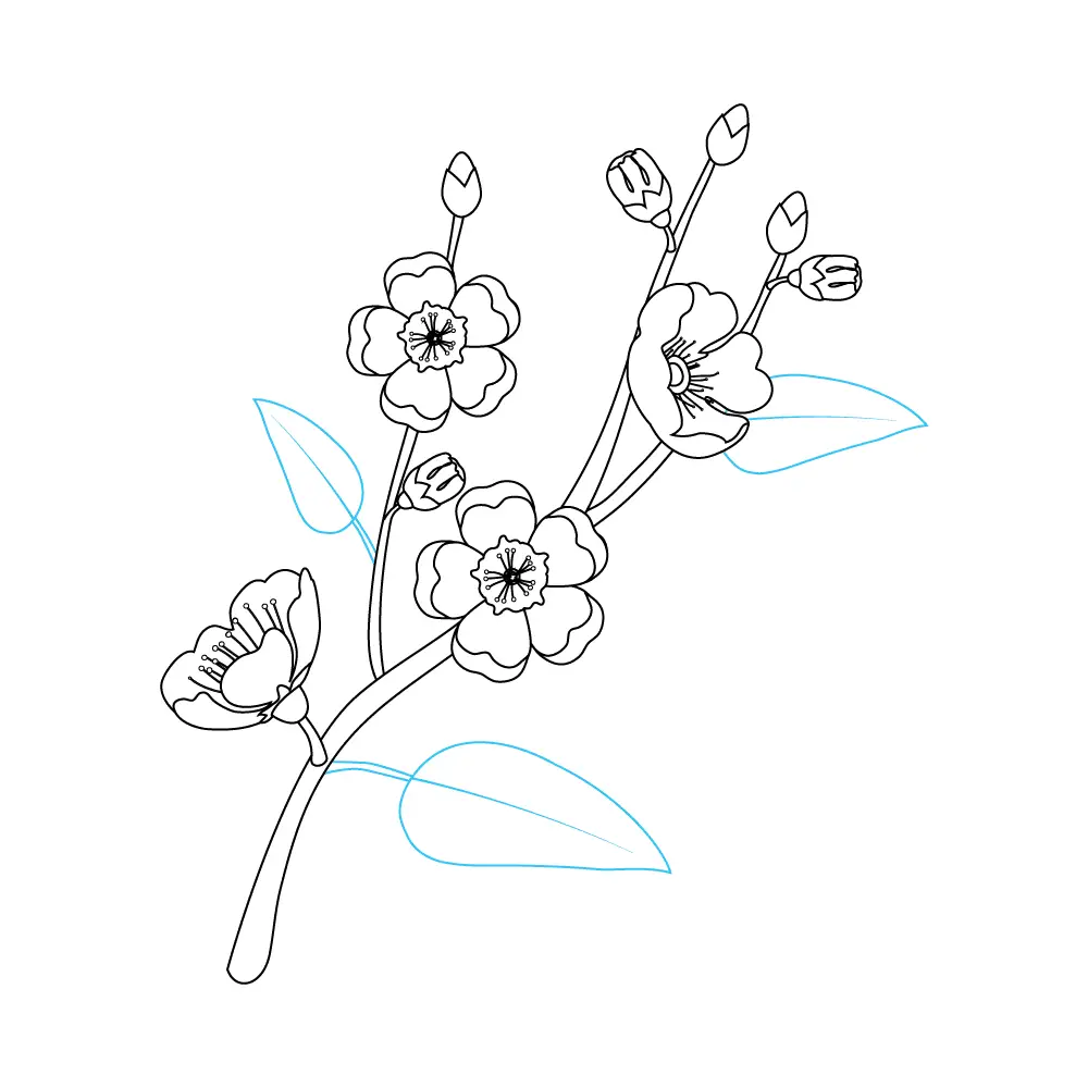 How to Draw Cherry Blossoms Step by Step Step  10