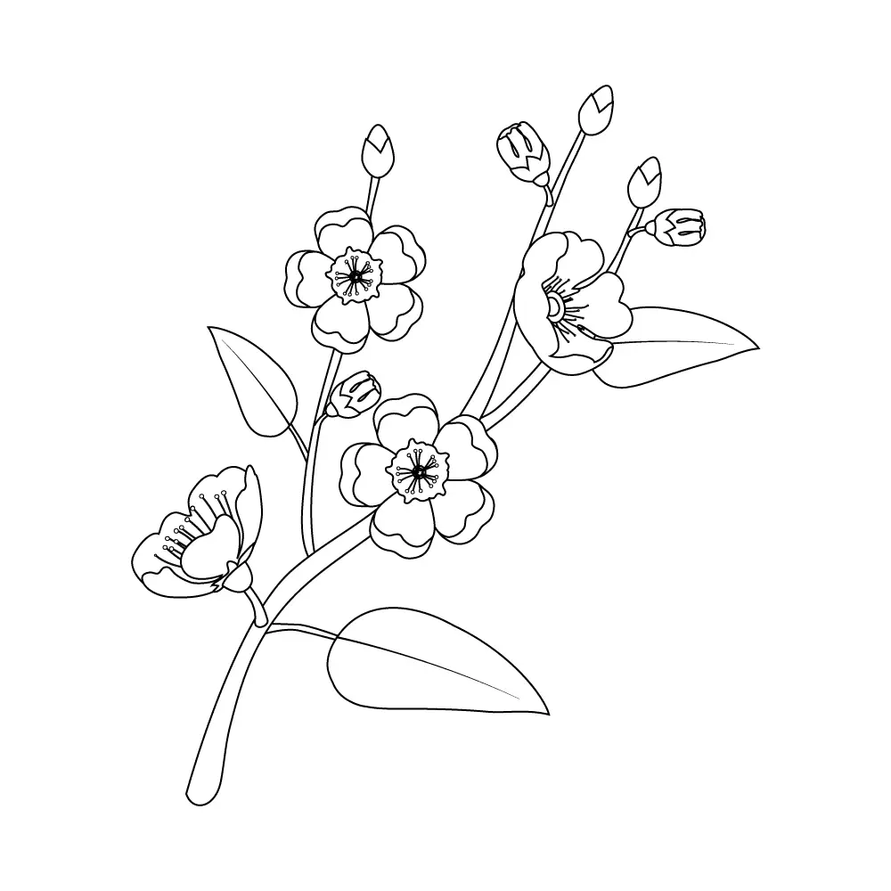 How to Draw Cherry Blossoms Step by Step Step  11