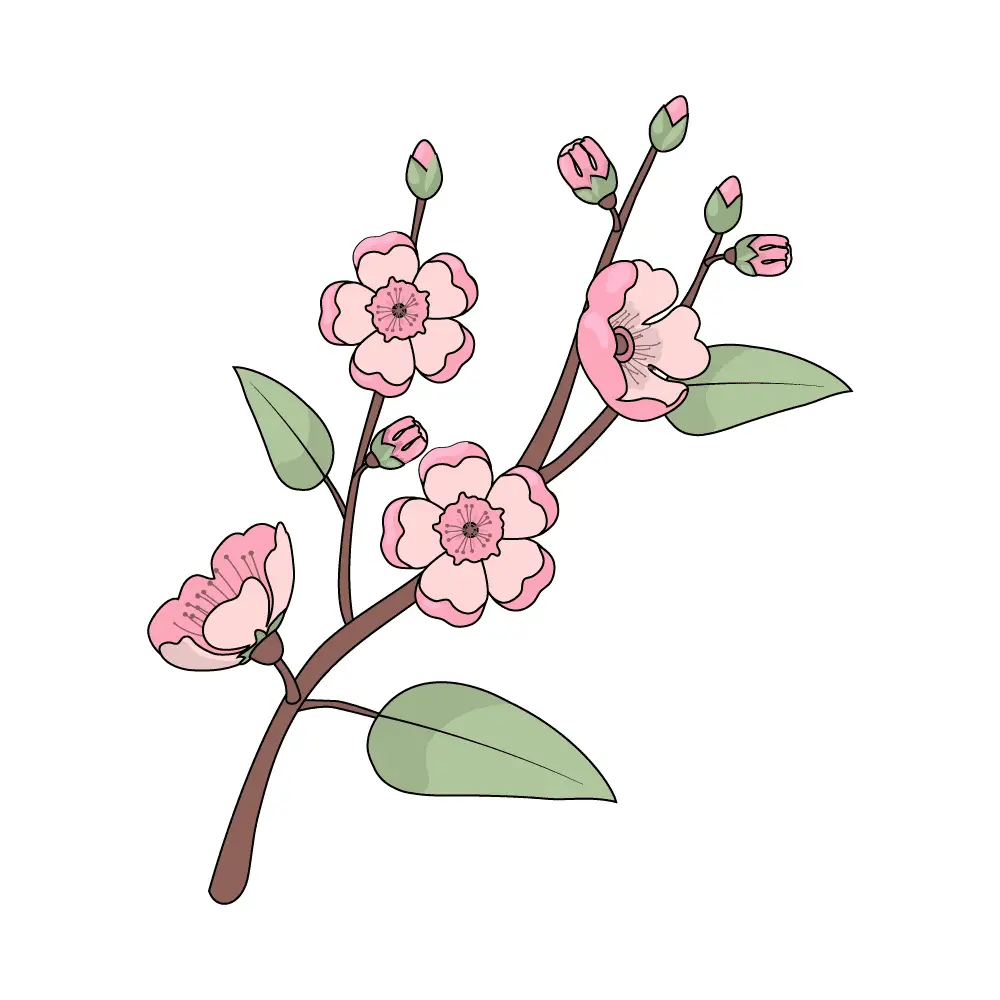 How to Draw Cherry Blossoms Step by Step Step  12