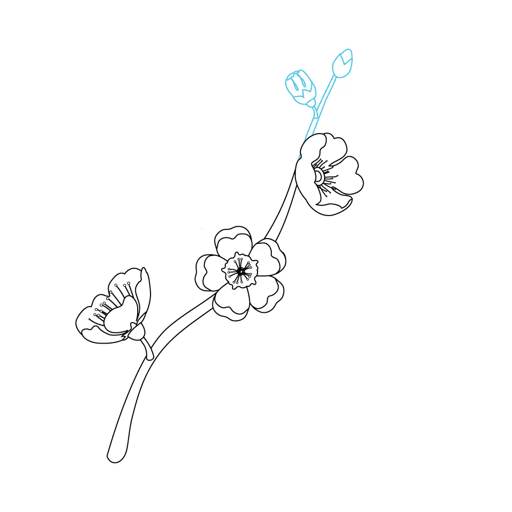 How to Draw Cherry Blossoms Step by Step Step  6
