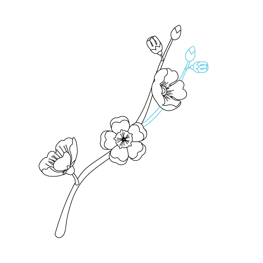 How to Draw Cherry Blossoms Step by Step Step  7