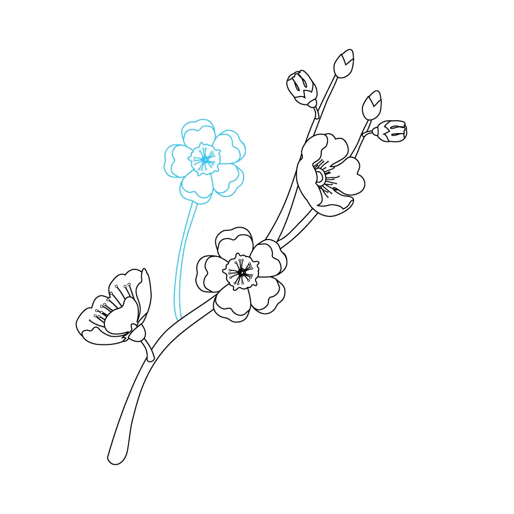 How to Draw Cherry Blossoms Step by Step Step  8