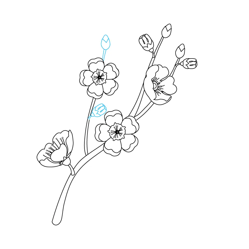 How to Draw Cherry Blossoms Step by Step Step  9