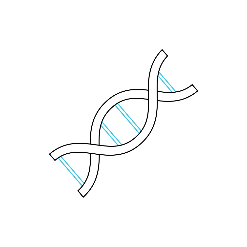 How to Draw Dna Step by Step Step  4