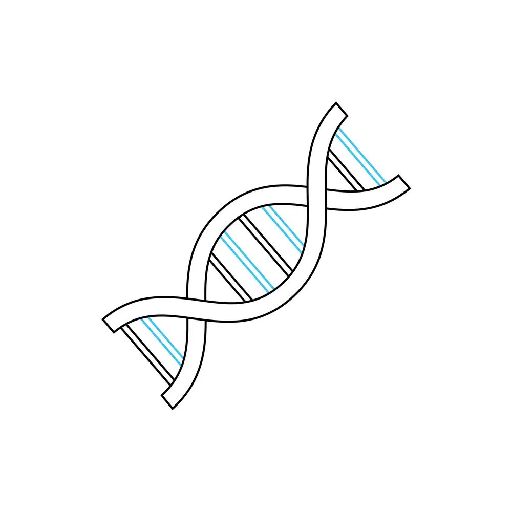 How to Draw Dna Step by Step Step  5