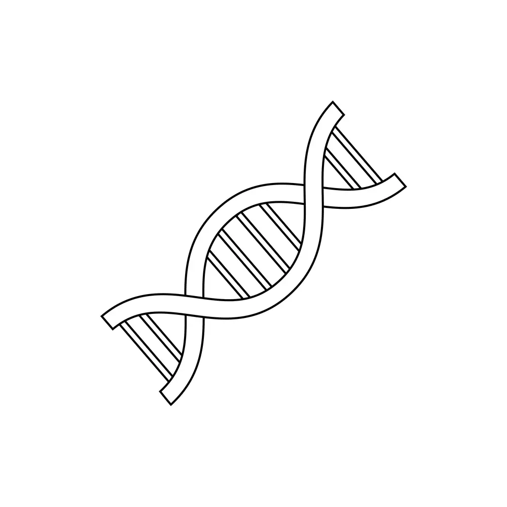 How to Draw Dna Step by Step Step  6