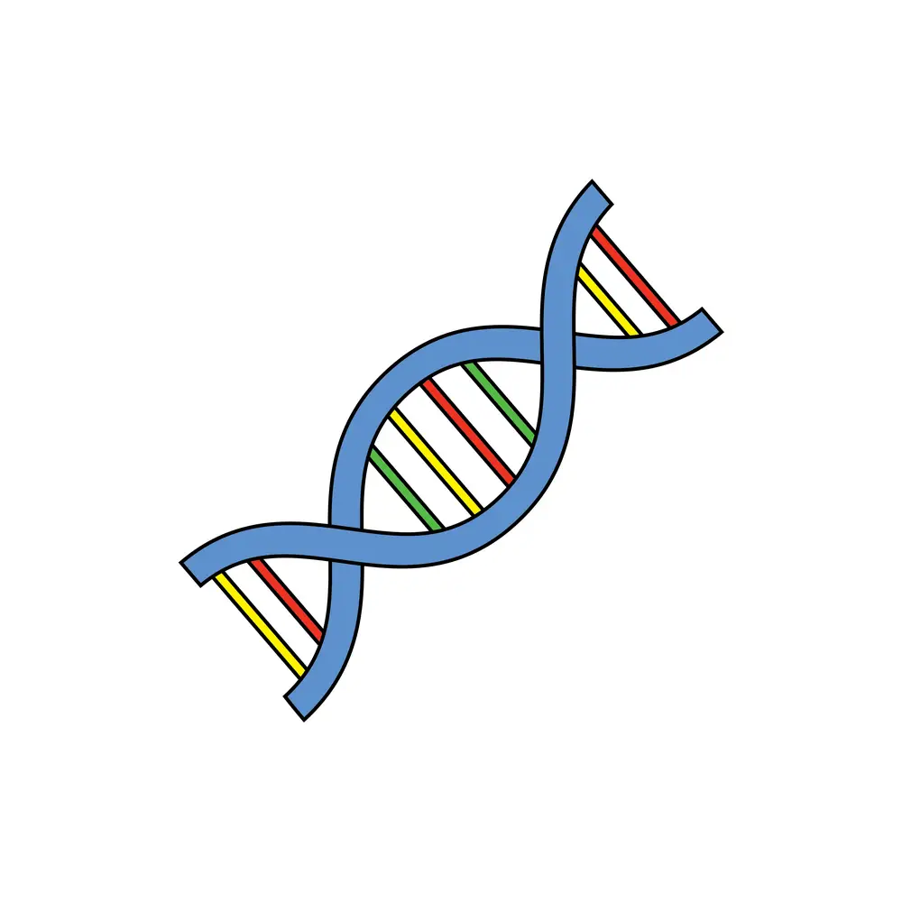 How to Draw Dna Step by Step Step  7