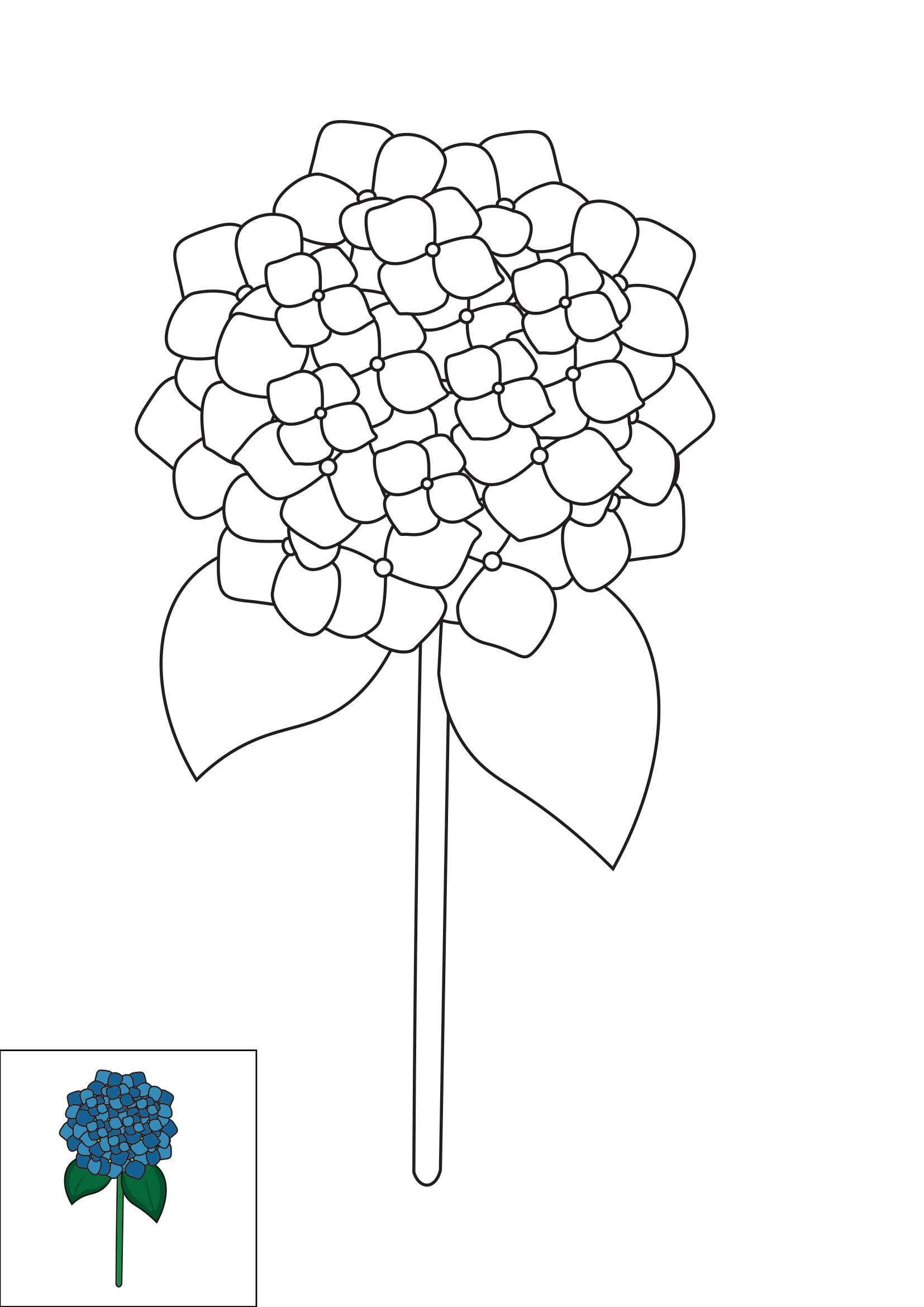 How to Draw Hydrangeas Step by Step Printable Color