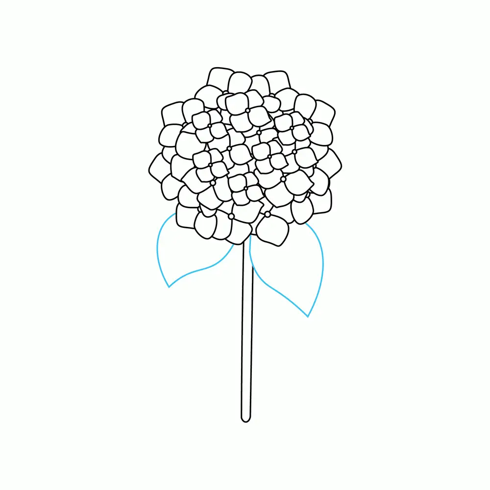 How to Draw Hydrangeas Step by Step Step  7