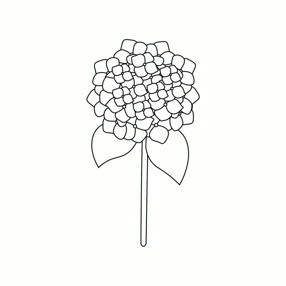 How to Draw Hydrangeas Step by Step Step  8