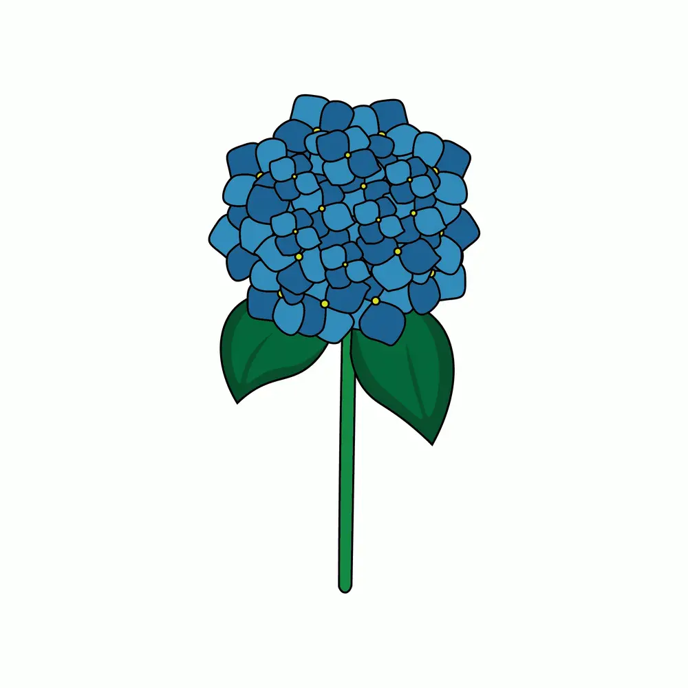 How to Draw Hydrangeas Step by Step Step  9