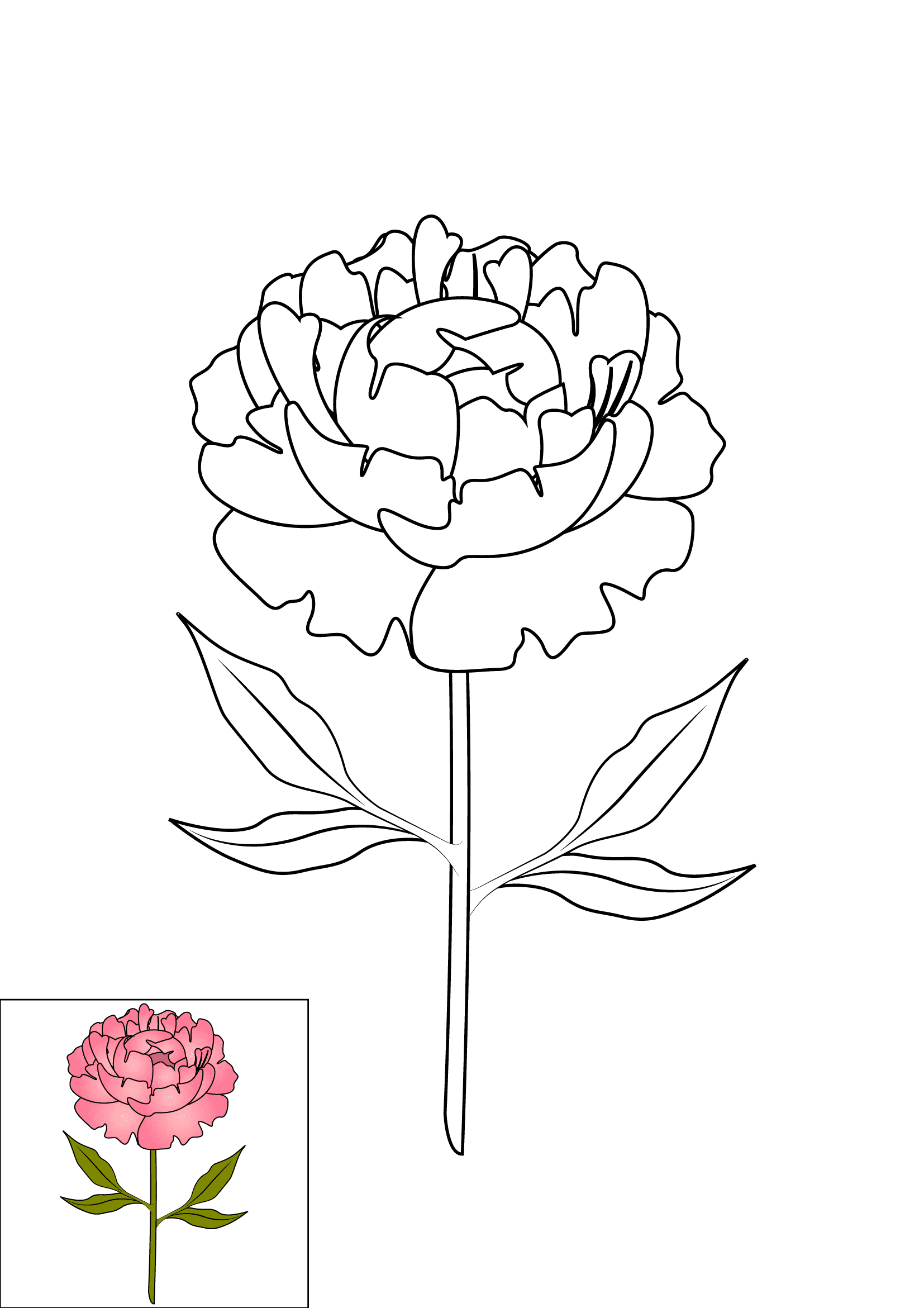 How to Draw Peonies Step by Step Printable Color