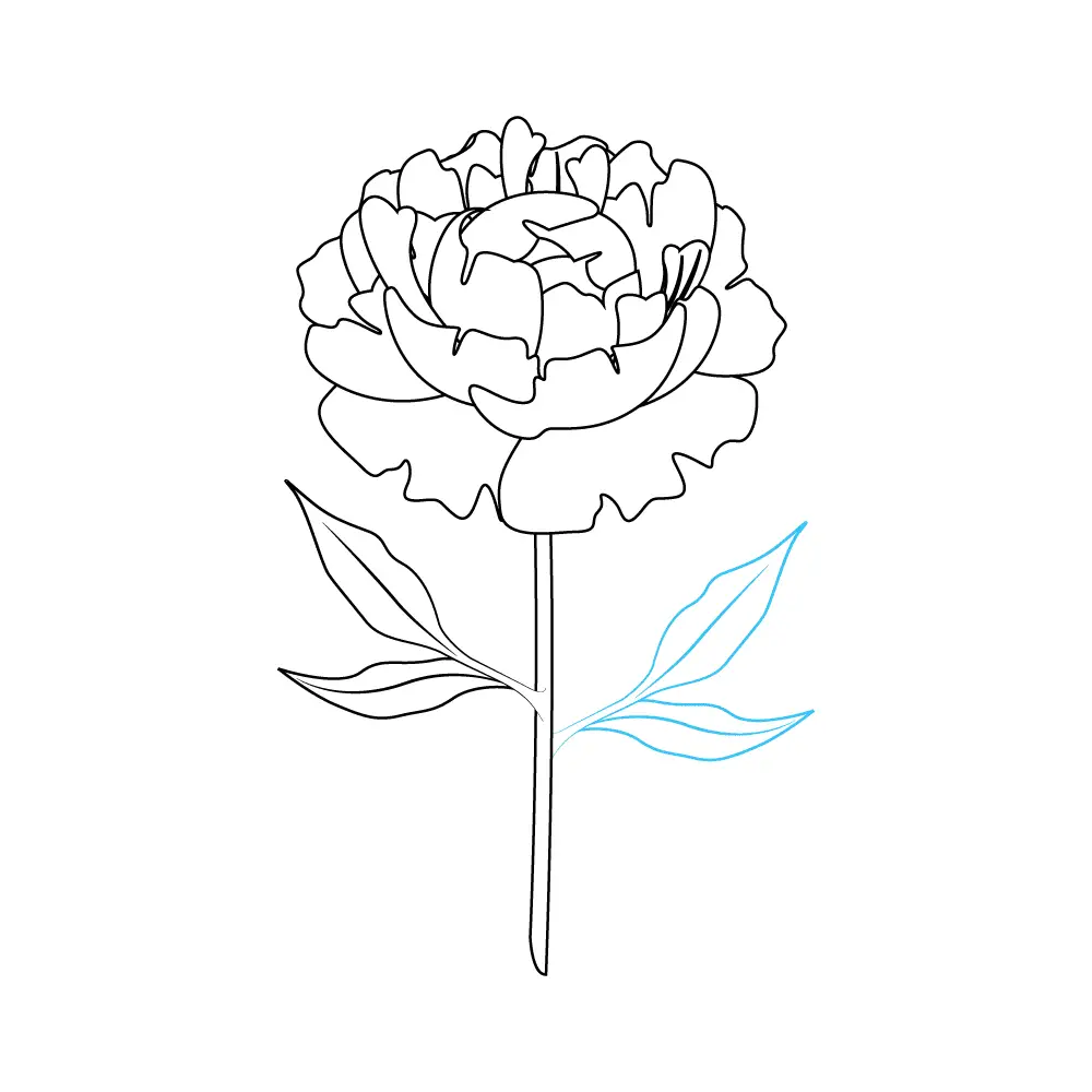 How to Draw Peonies Step by Step Step  10