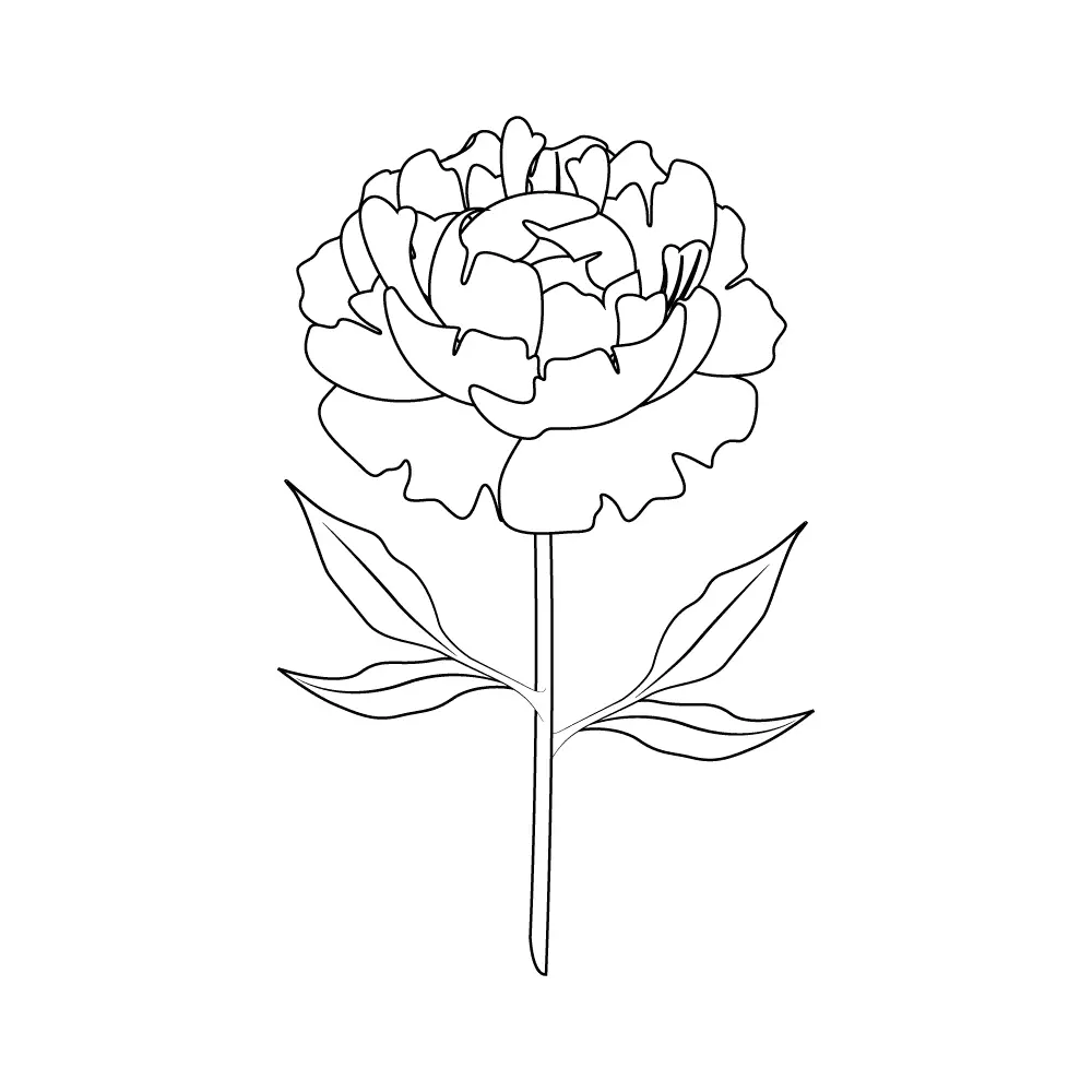 How to Draw Peonies Step by Step Step  11