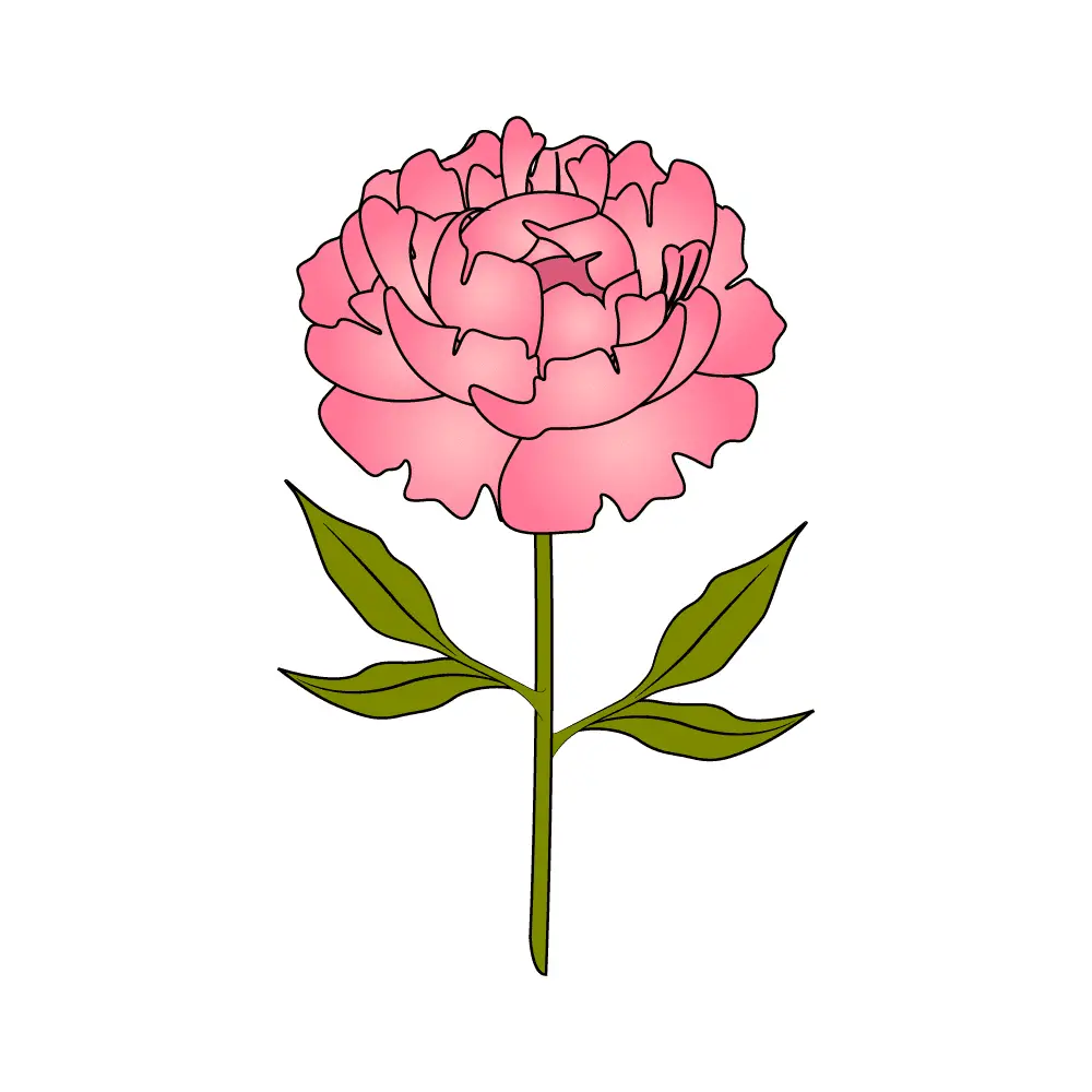 How to Draw Peonies Step by Step Step  12