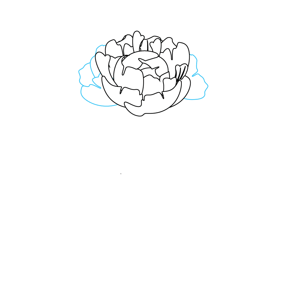 How to Draw Peonies Step by Step Step  6
