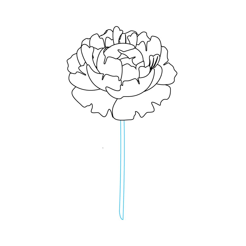How to Draw Peonies Step by Step Step  8