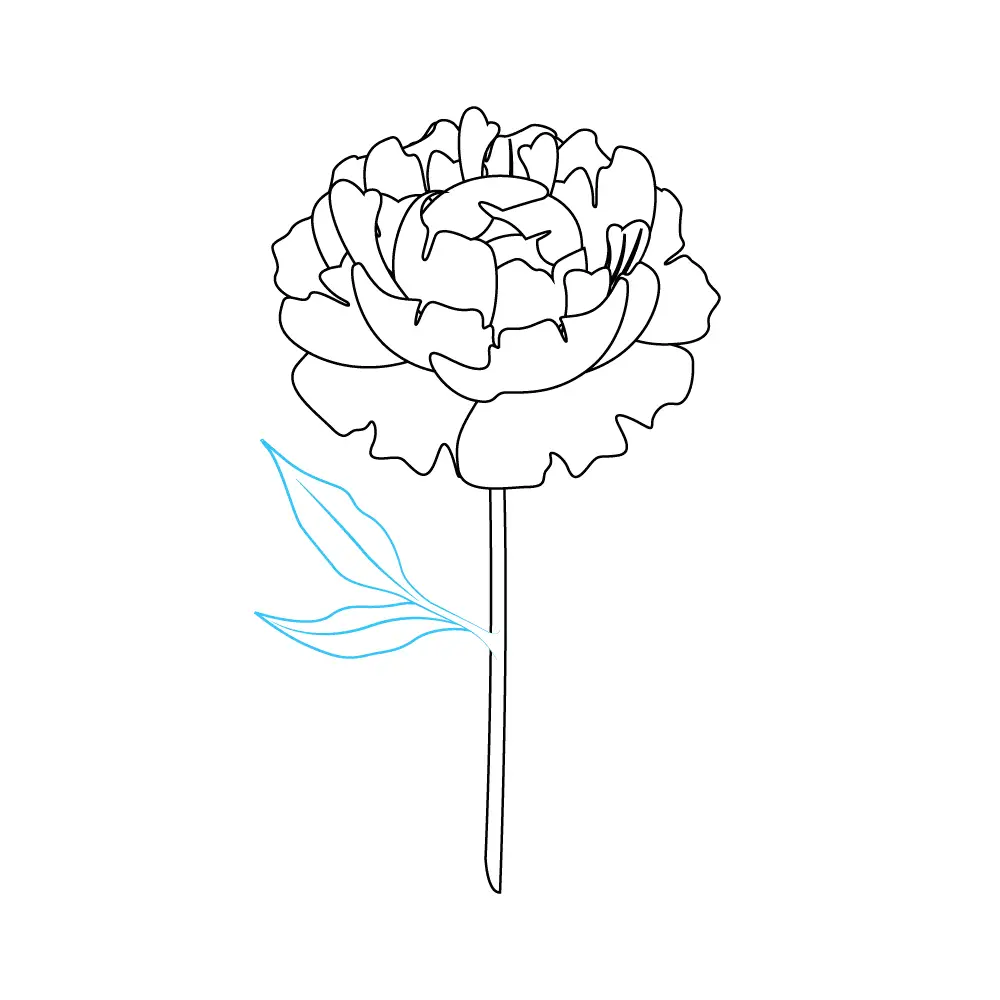 How to Draw Peonies Step by Step Step  9