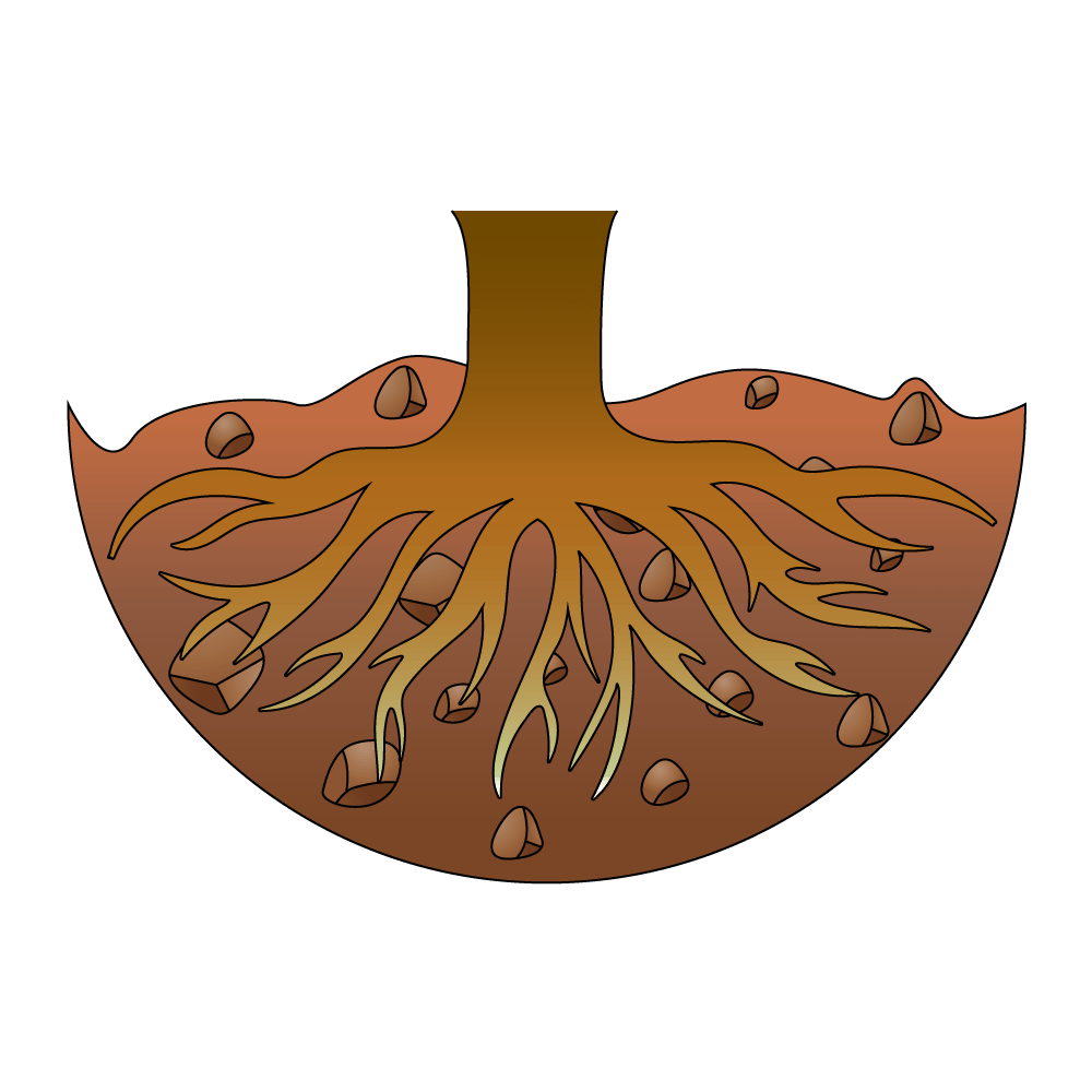 How to Draw Tree Roots Step by Step