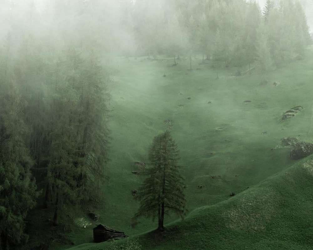 A green forest with mist