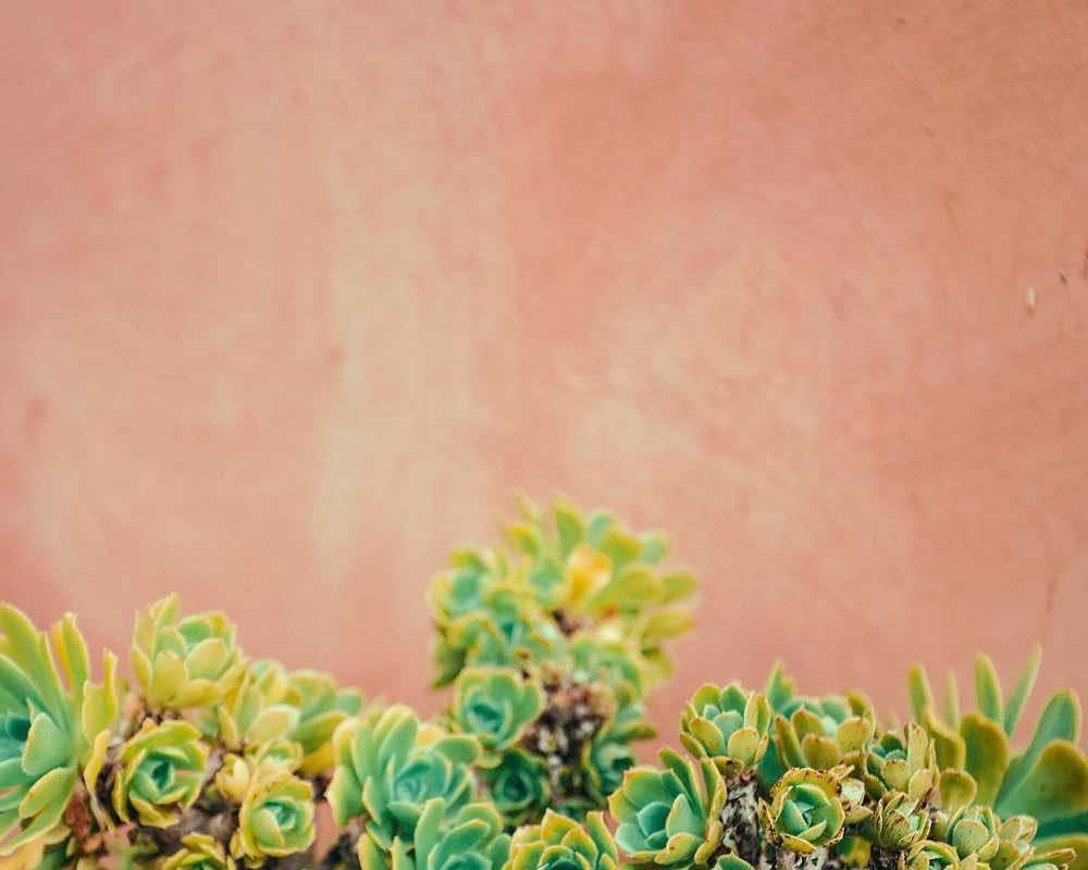 Plants with bright brown in the background