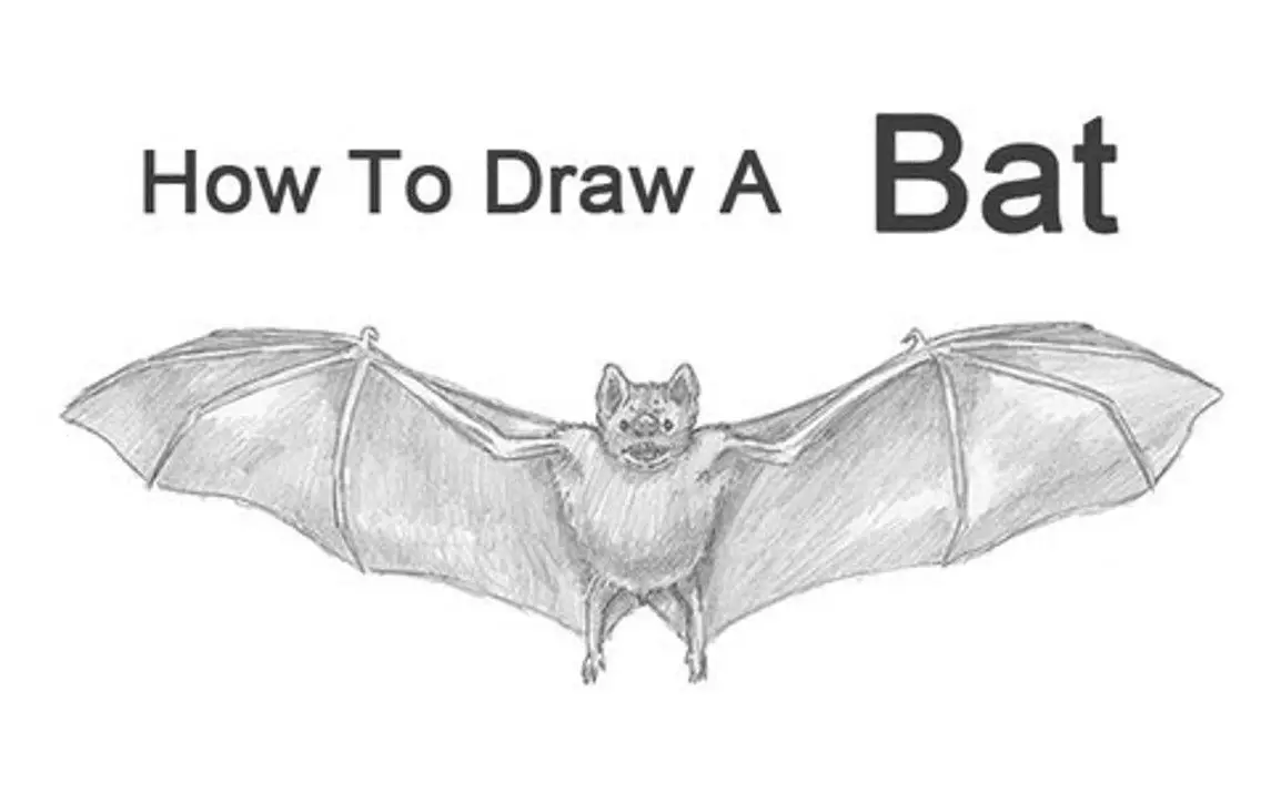 Vampire Bat Drawing