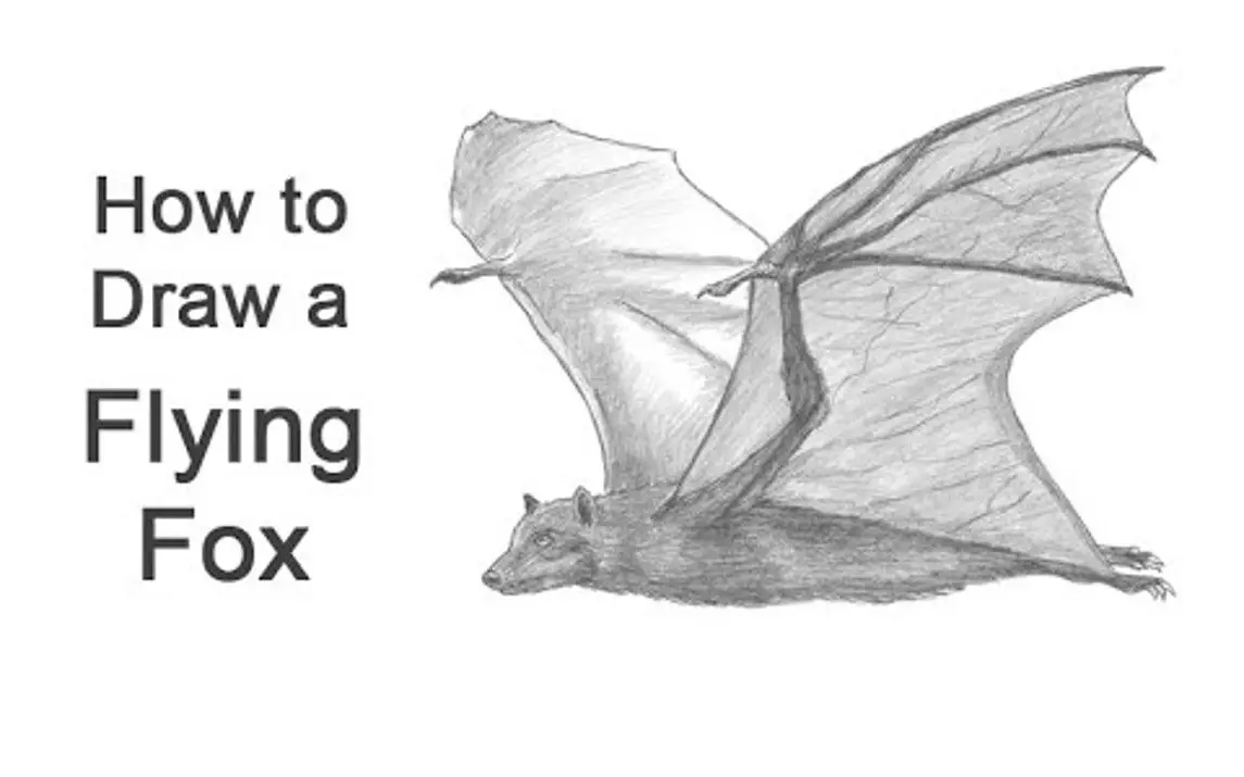 Realistic Flying Bat Drawing Tutorial