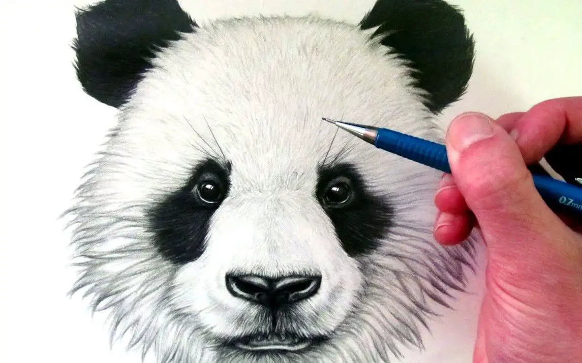 Cute Panda Bear Portrait
