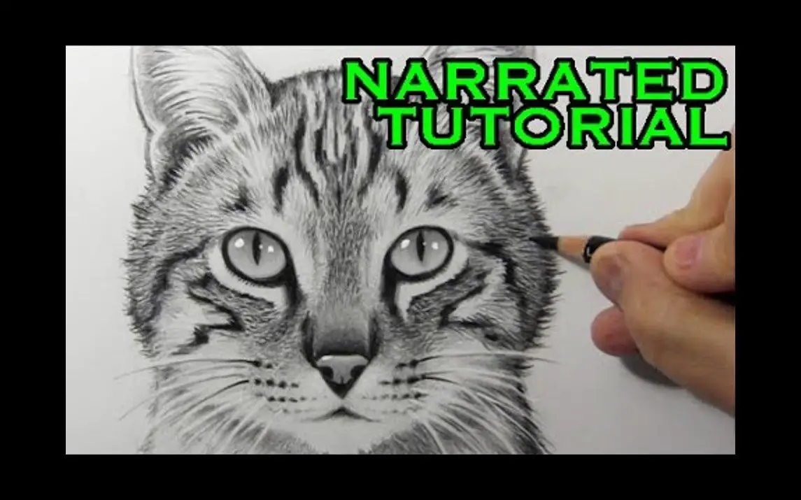 Realistic Drawing of a Cat