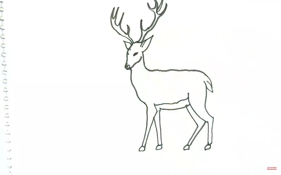 Step by Step Deer Drawing