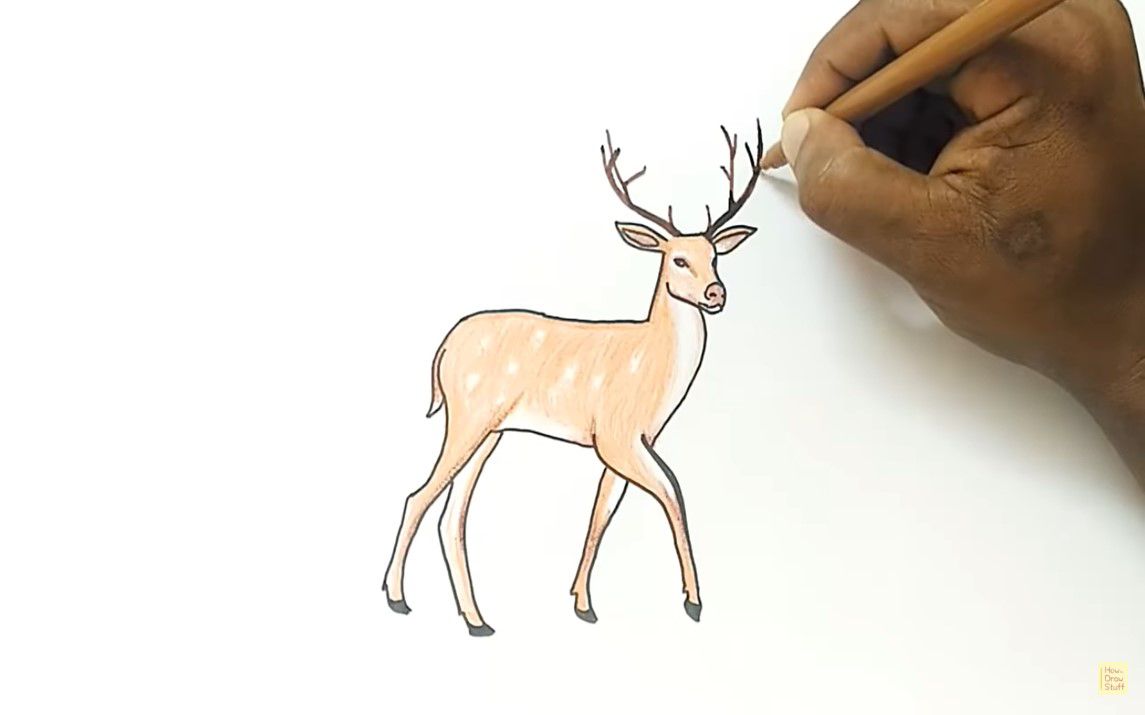 Simple Drawing of a Deer