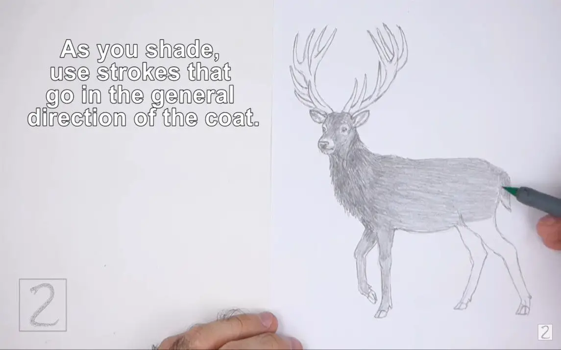 Quick and Simple Deer Sketch