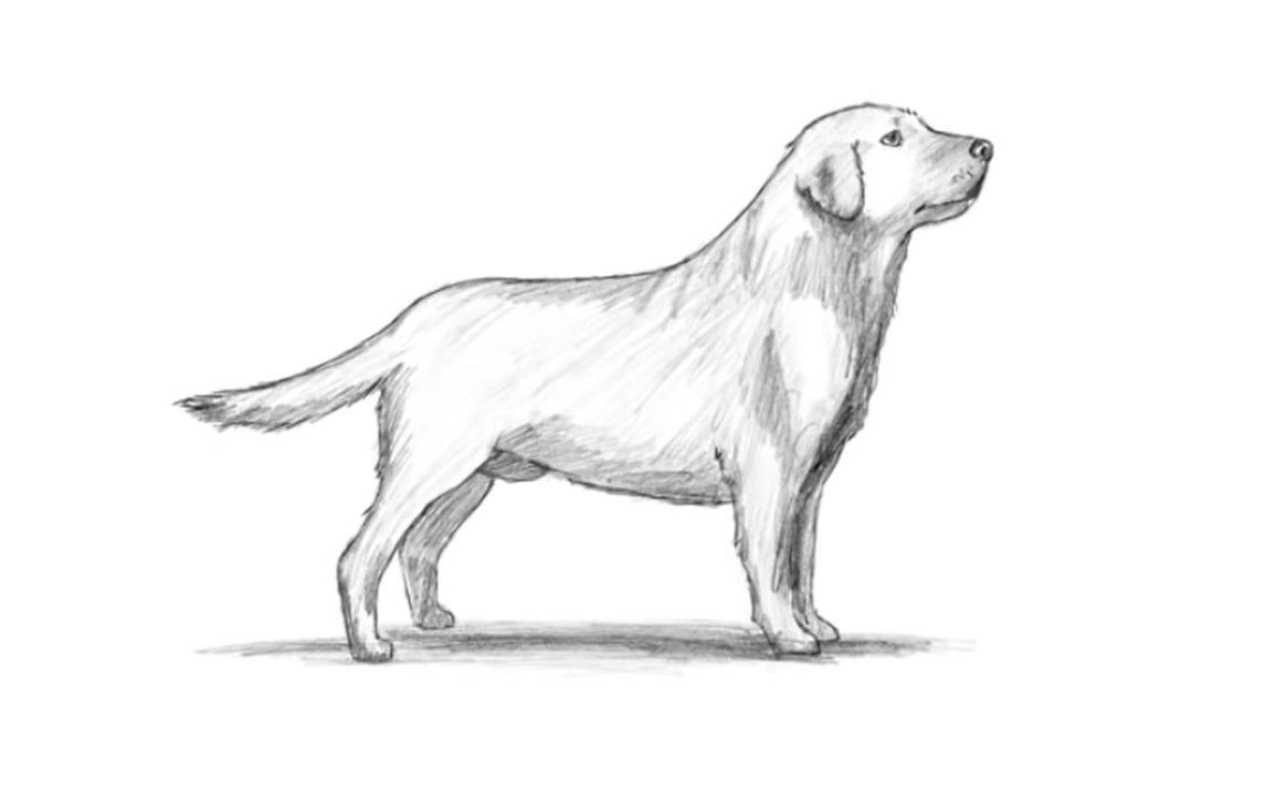 Easy to follow Dog drawing Tutorial