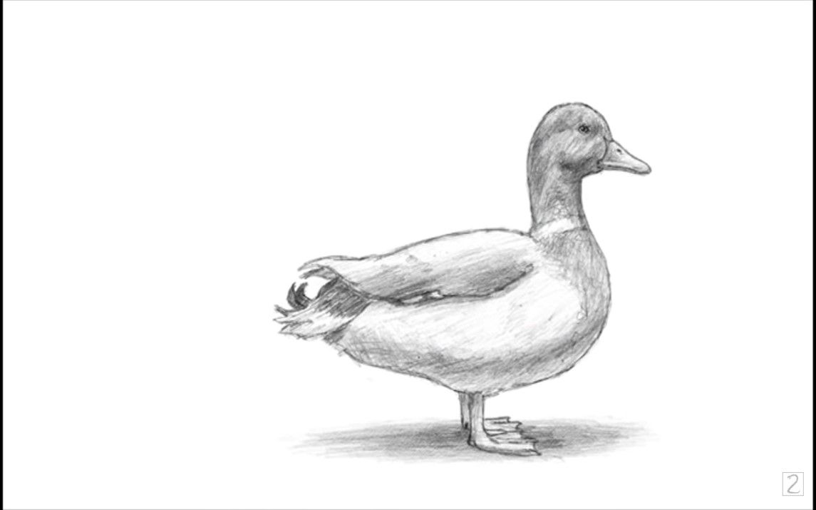 Realistic Sketch of a Duck