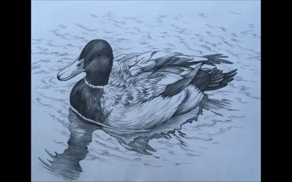 Beautiful and Realistic Sketch of a Duck