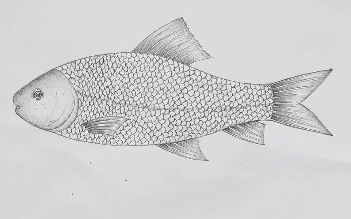 Detailed Fish Drawing Tutorial