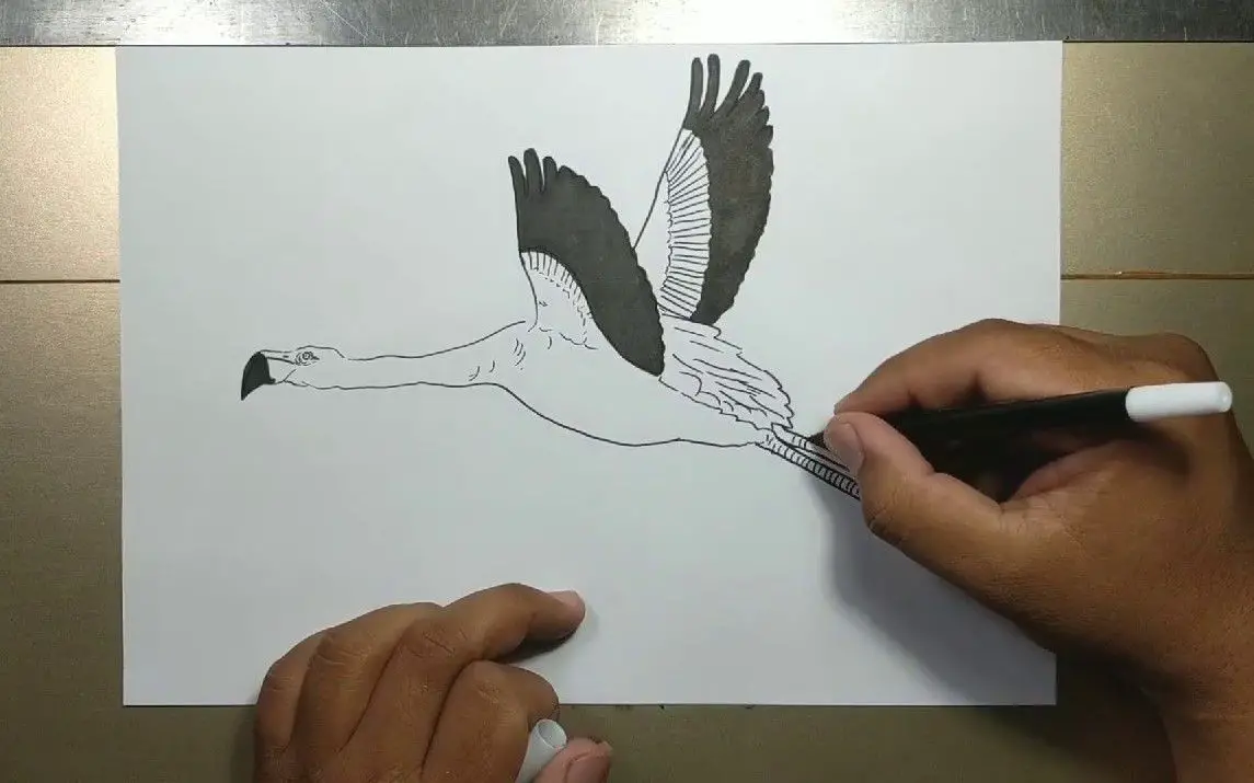 Flying Flamingo Drawing