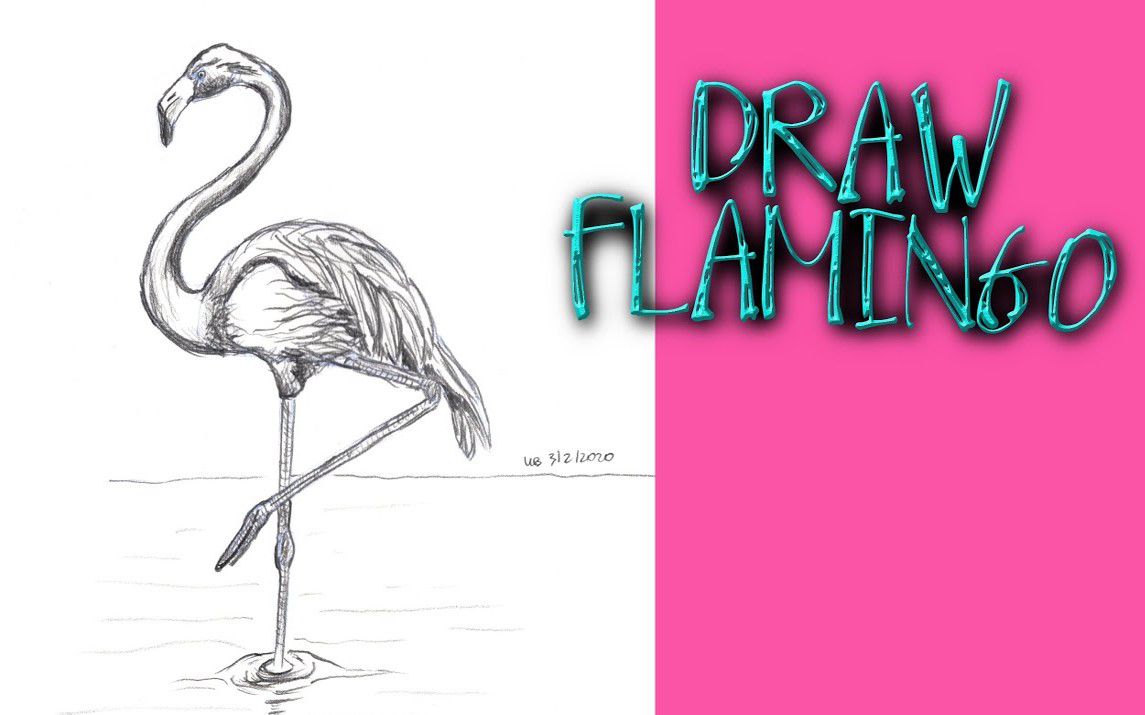 Step by Step Flamingo Drawing Tutorial