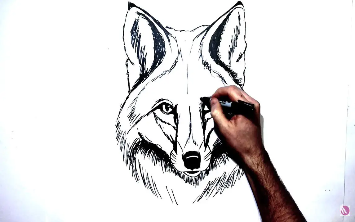 Amazing Drawing of a Fox