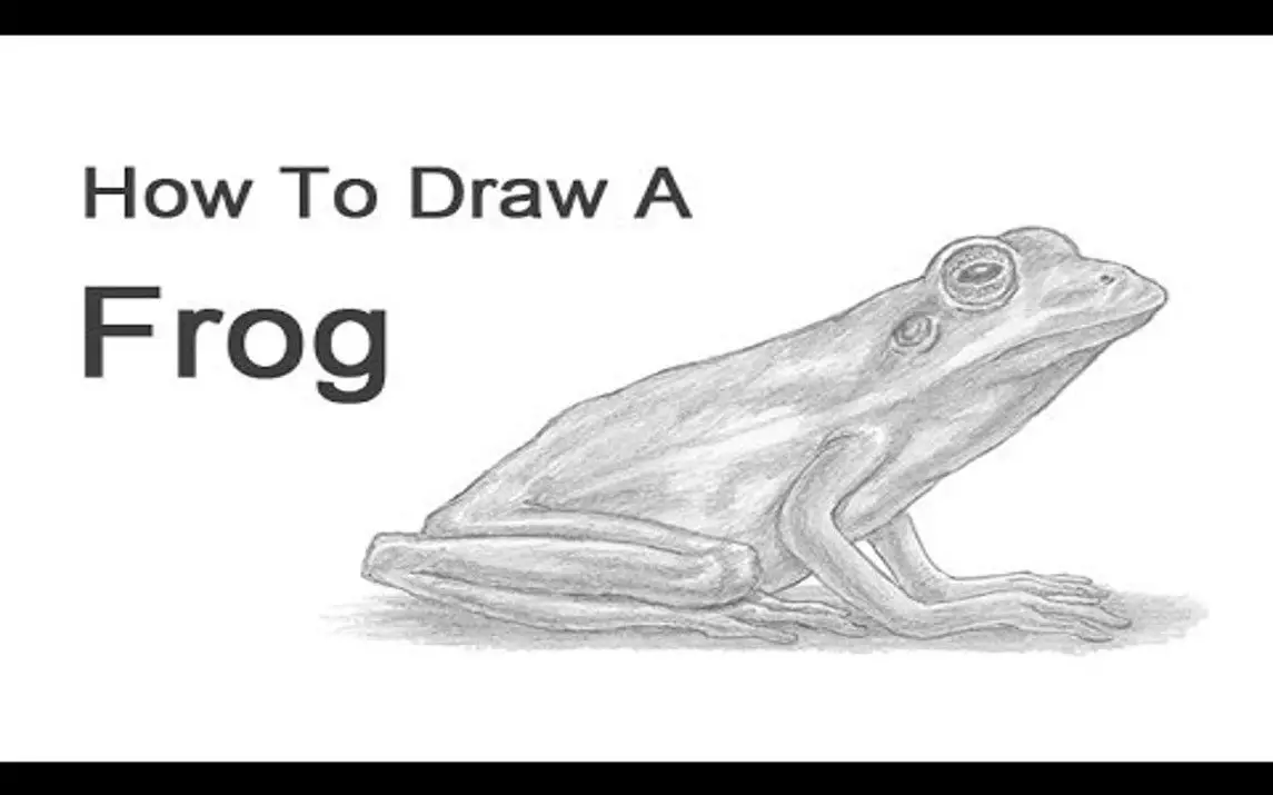 Realistic Frog Drawing for Beginners