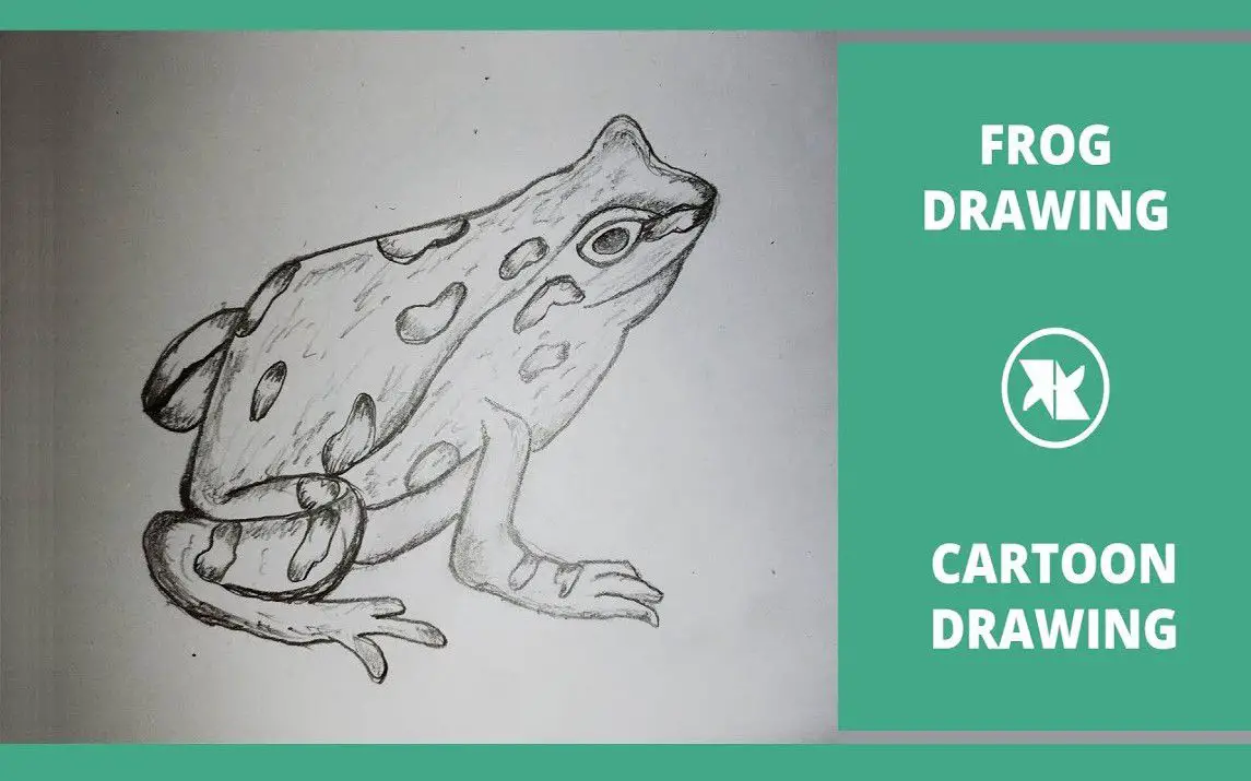 Frog Drawing for Biology Class