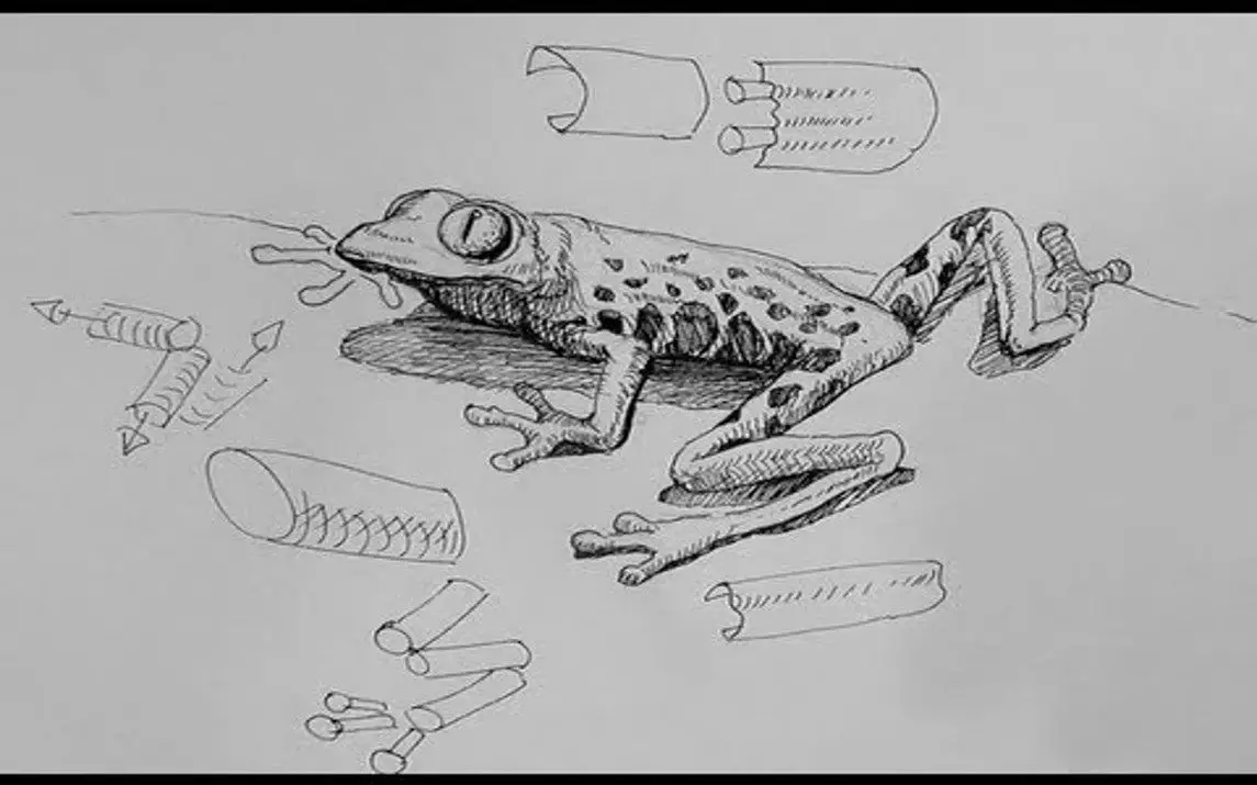Drawing a Frog with Pen and Ink