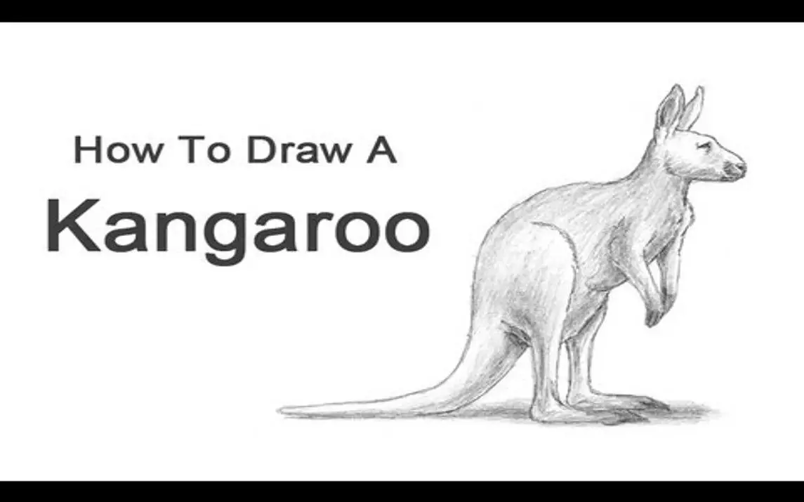 Realistic Kangaroo Drawing for Beginners