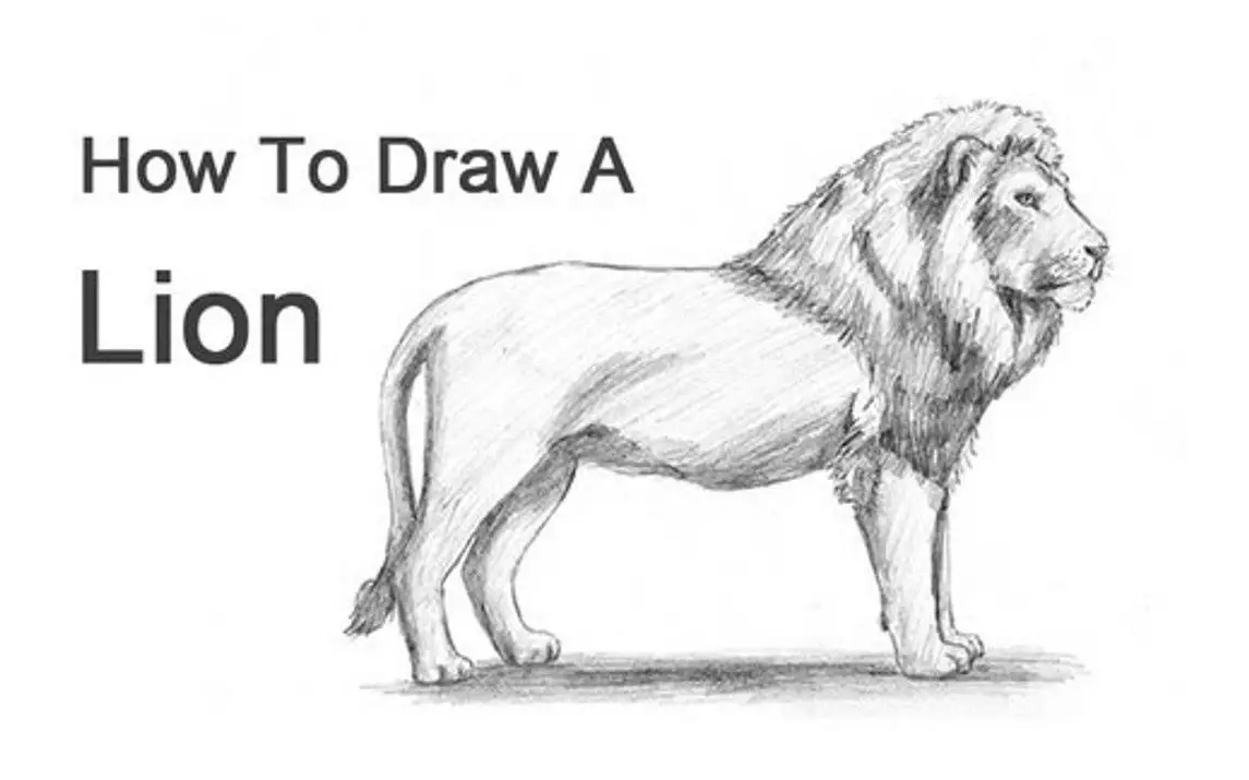 How To Draw A Lion