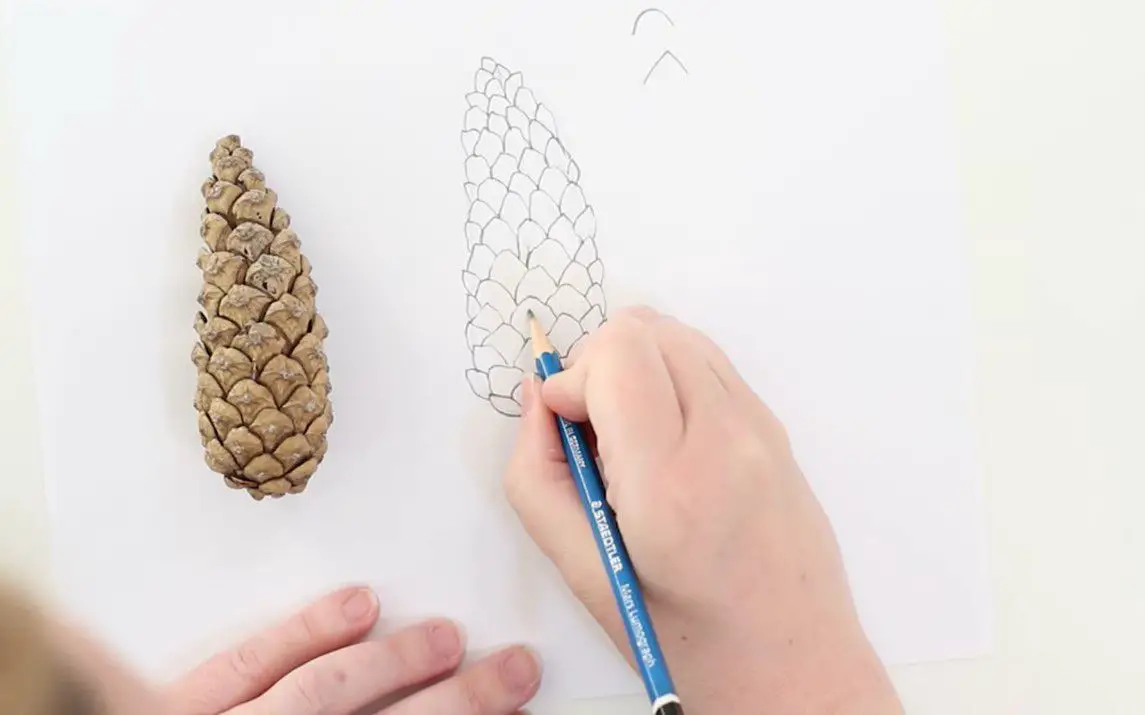 The Absolute Basics of Drawing Pinecones