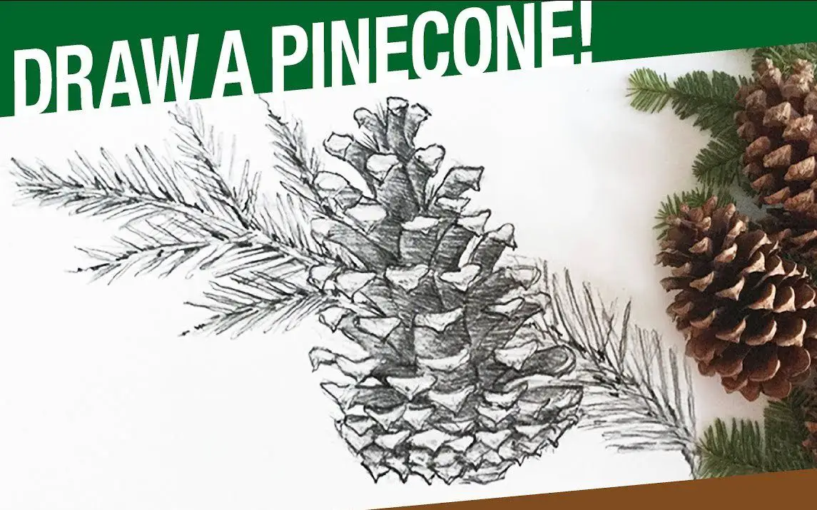 Sketching a Lifelike Pinecone